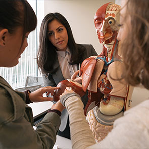 Group of medical students examining a model. Read about Gifts of Life Insurance Group of medical students examining a model. Read about Gifts of Life Insurance